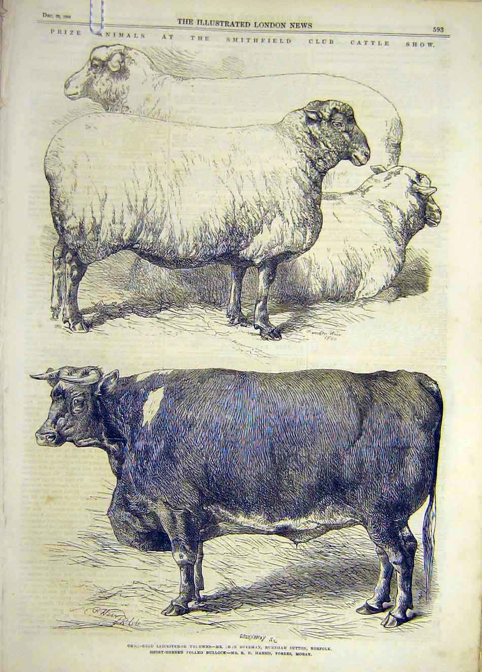 Old Antique Print 1866 Smithfield Cattle Show Prize Animal Sheep Bullock 19th