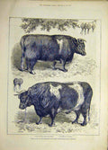 Original Old Antique Print 1878 Prize Cattle Smithfield Show Islington Animal