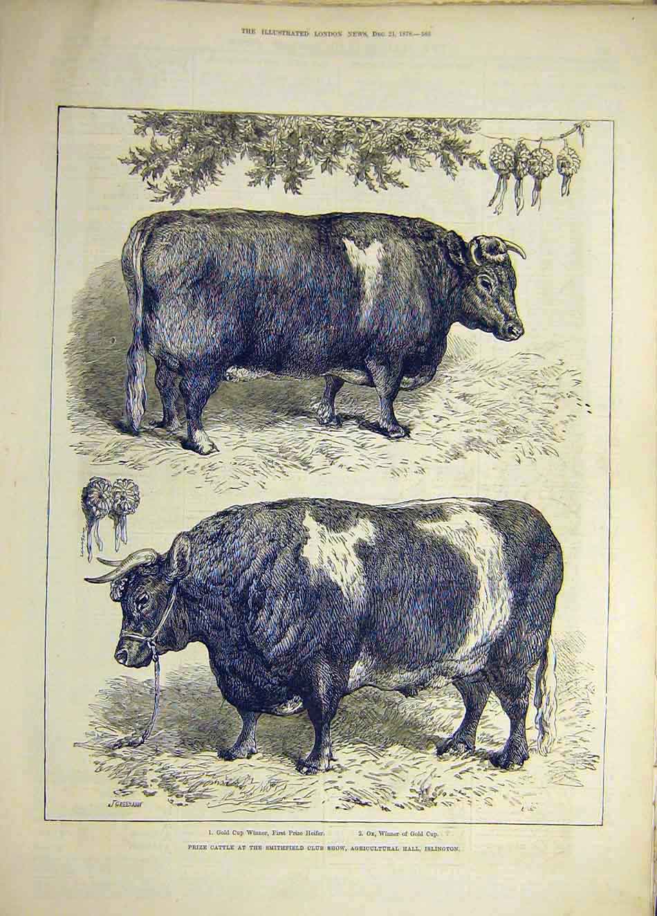 Original Old Antique Print 1878 Prize Cattle Smithfield Show Islington Animal