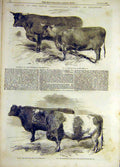 Old Antique Print 1857 Cattle Devon Heifer Bull Shorthorn Salisbury Show 19th