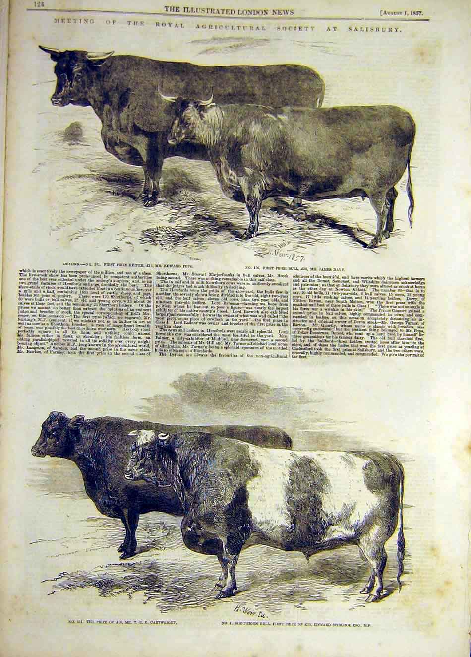 Old Antique Print 1857 Cattle Devon Heifer Bull Shorthorn Salisbury Show 19th