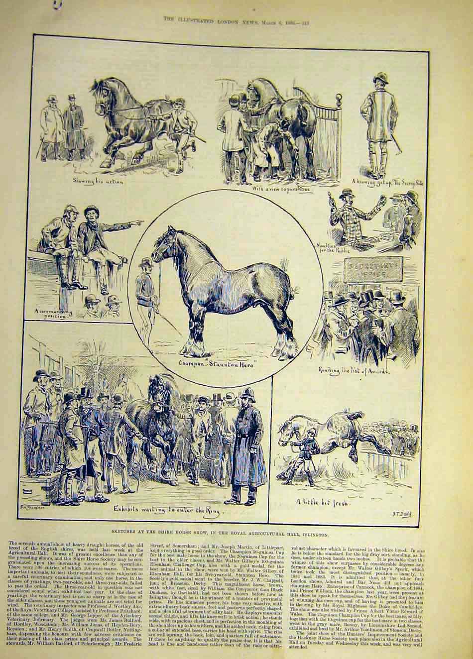 Original Old Antique Print 1886 Sketches Shire Horse Show Islington Animal 19th