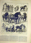 Original Old Antique Print 1882 Cart-Horse Show Agricultural Animal Victorian