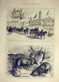 Old Antique Print 1882 Leicester Prince Princess Wales Children Pigmy Hog 19th