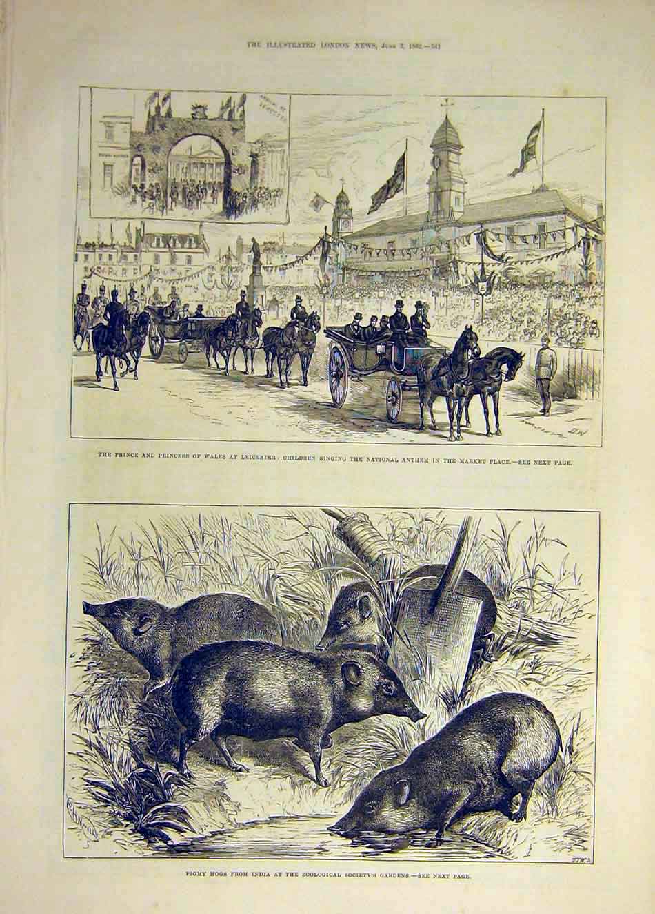 Old Antique Print 1882 Leicester Prince Princess Wales Children Pigmy Hog 19th