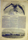 Original Old Antique Print 1858 Cinereous Eagle Arundel Rennie Draught Gun-Boat