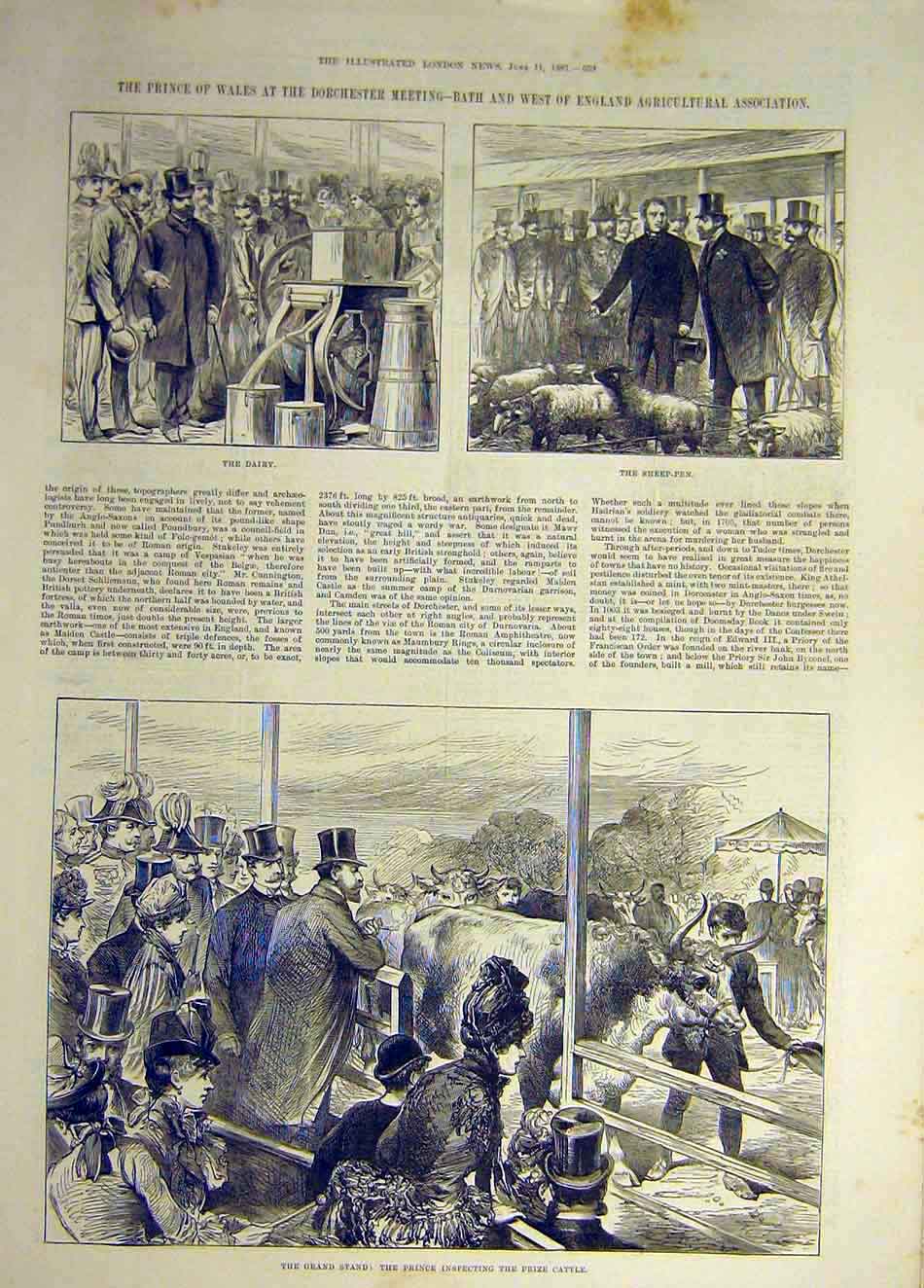 Original Old Antique Print 1887 Dorchester Prince Wales Dairy Sheep-Pen Cttle