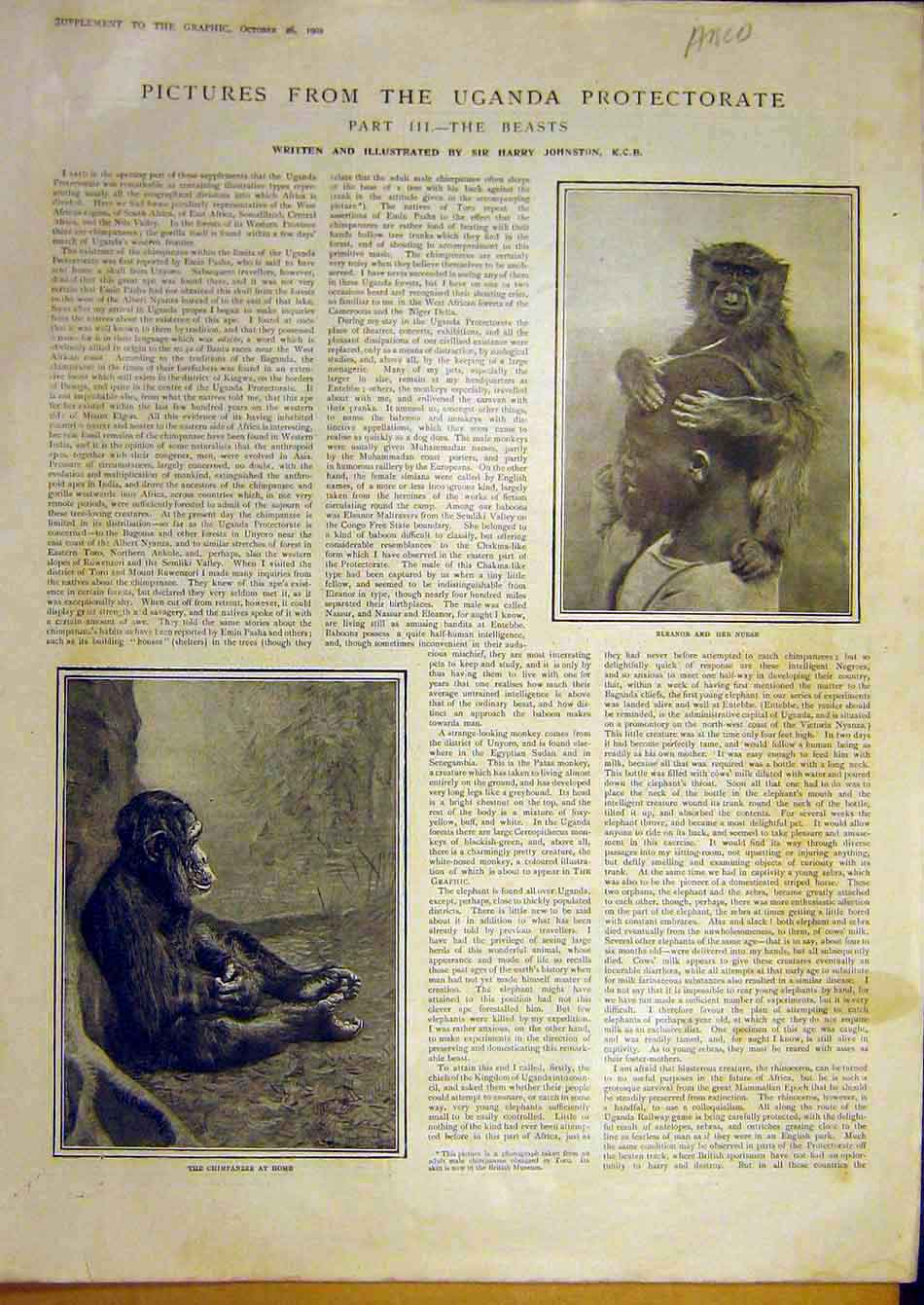 Original Old Antique Print 1901 Uganda Chimpanzeeankole Toro Masai Goat Animals