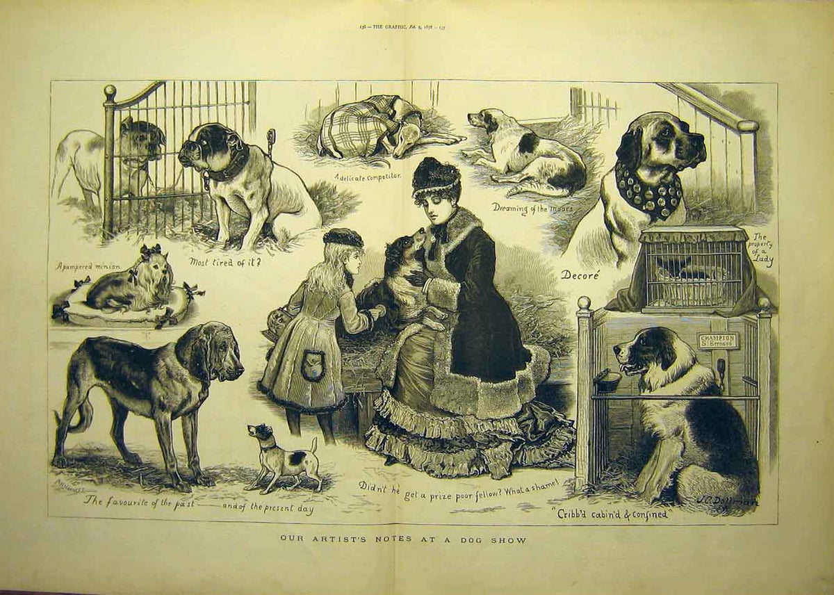 Original Old Antique Print 1878 Dog Show Artist Sketches Dollman Animal Dogs
