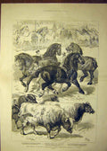 Original Old Antique Print 1879 Prize Animals Kilburn Agricultural Horse Cattle