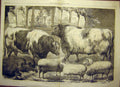 Original Old Antique Print 1869 Smithfield Show Cattlepigs Sheep Prize Animals