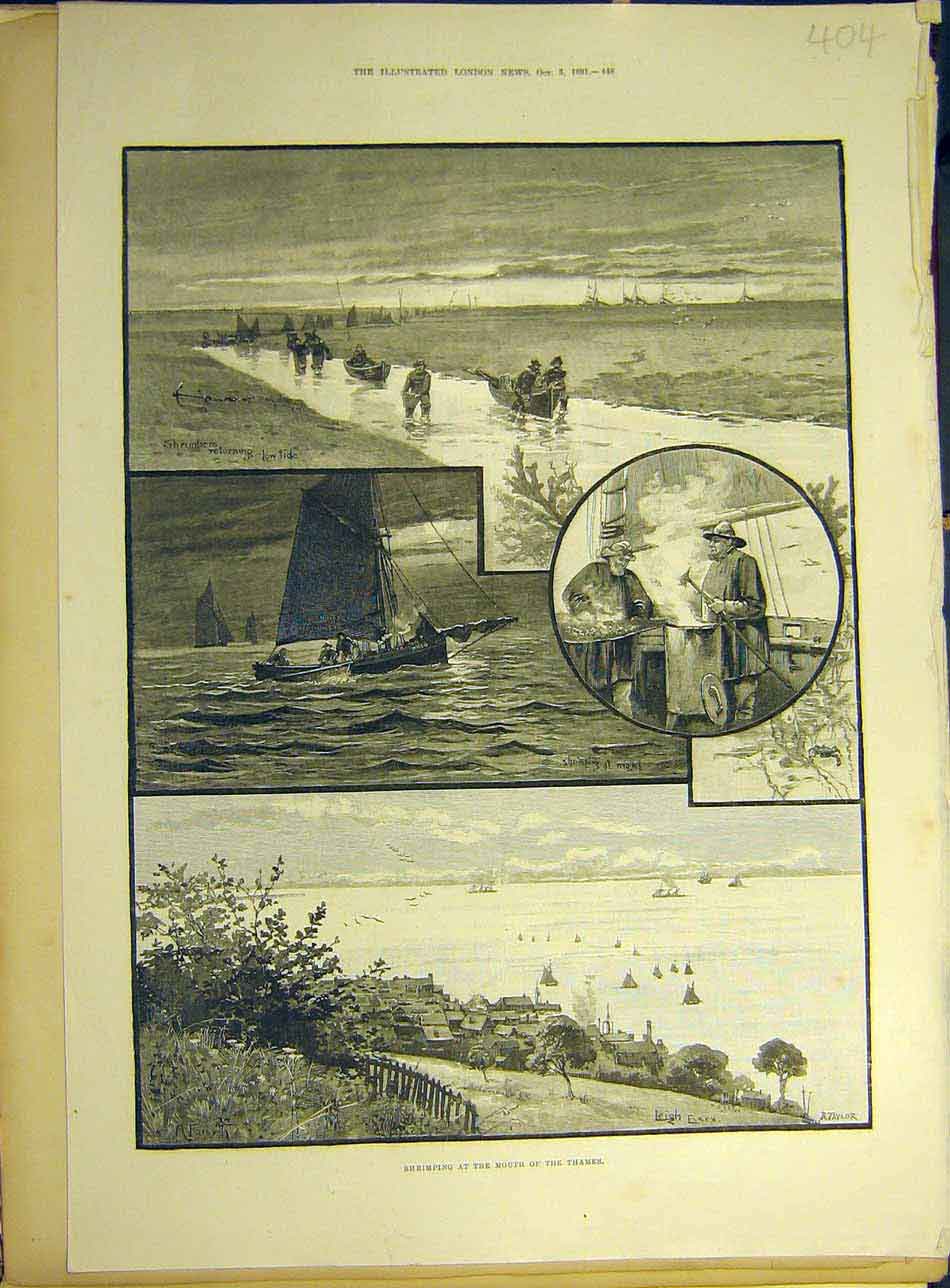 Original Old Antique Print 1891 Shrimping Thames River Mouth Shrimp Fishermen