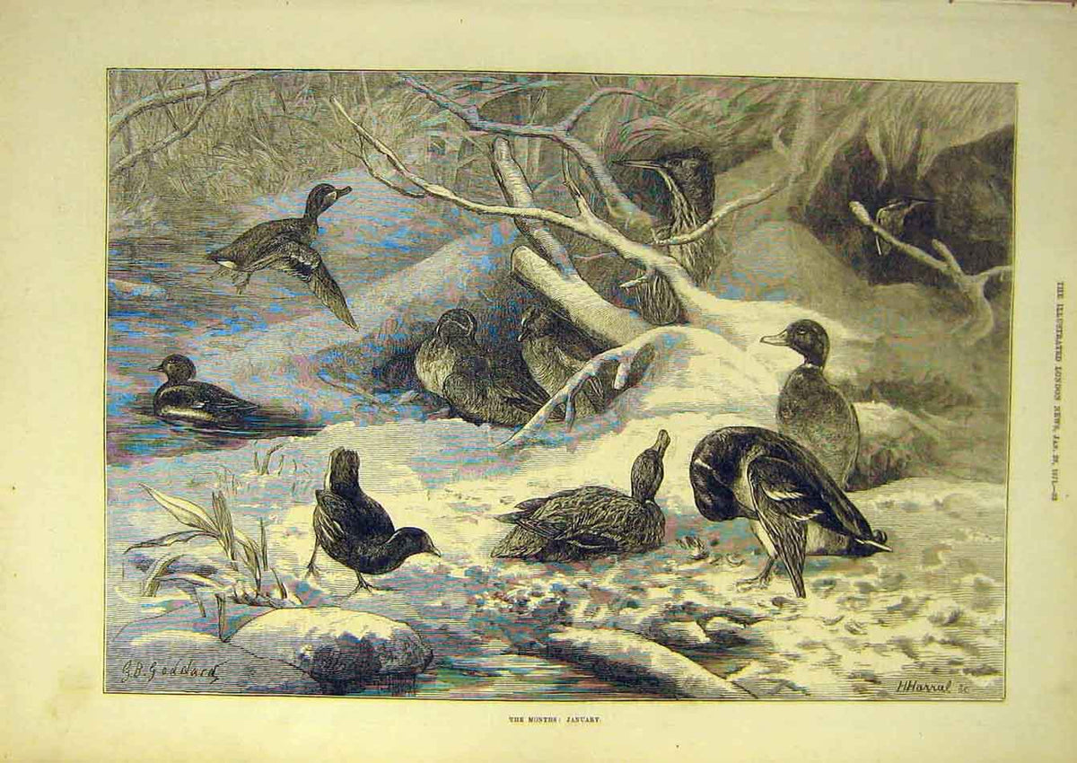 Original Old Antique Print 1871 Month January Goddard Birds Ducks Fine Art 19th