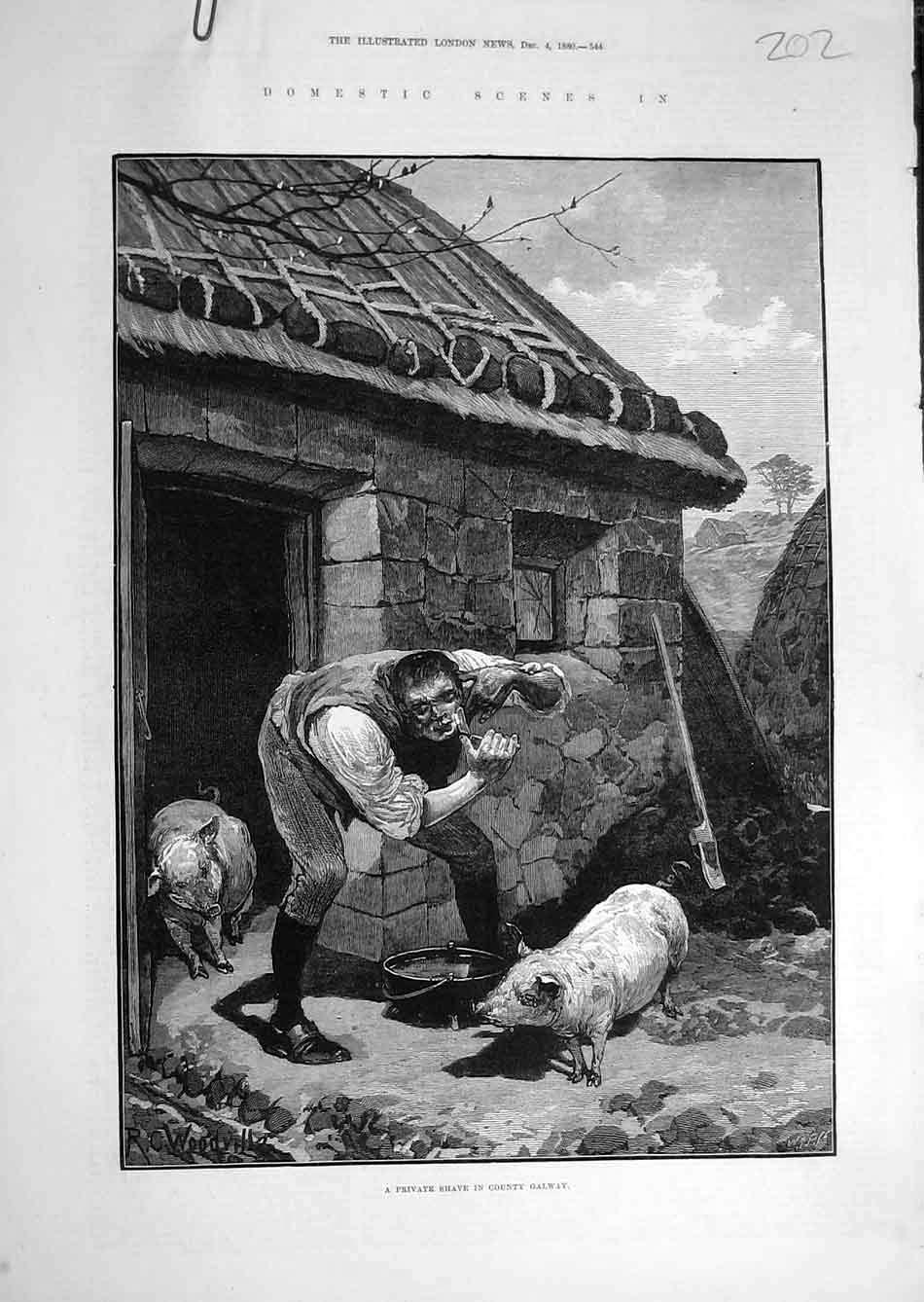 Original Old Antique Print 1880 Private-Shave Galway Ireland Man Pigs Irish 19th