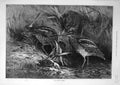 Original Old Antique Print 1871 Month November Bird Goddard Animal Victorian