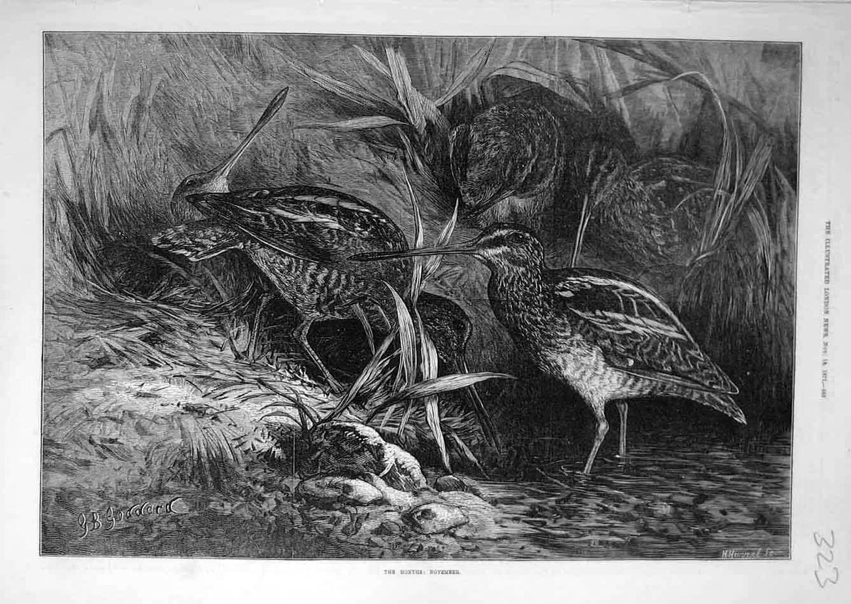 Original Old Antique Print 1871 Month November Bird Goddard Animal Victorian