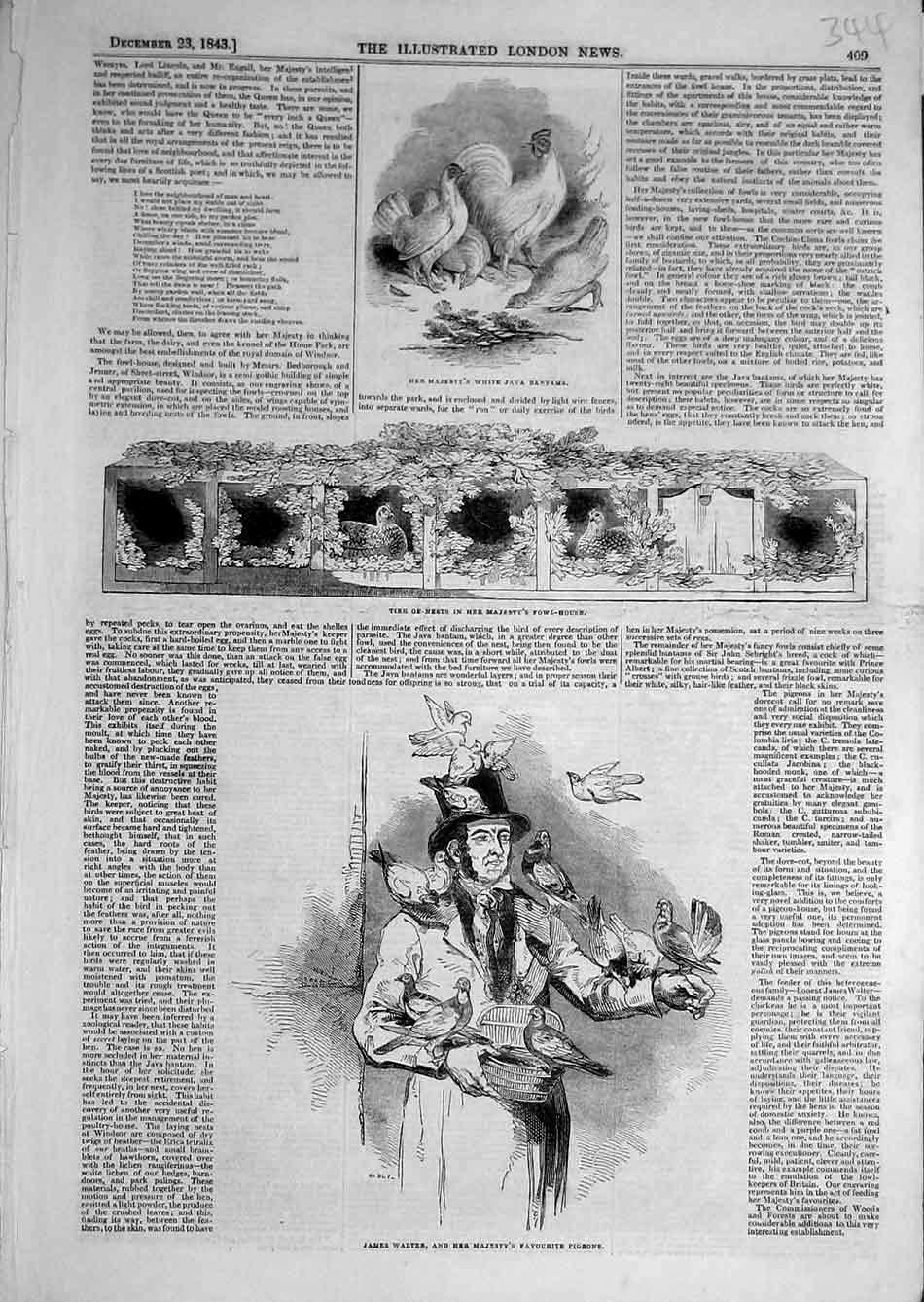 Original Old Antique Print 1843 Bantams Fowl-House Walter Pigeons Walter 19th