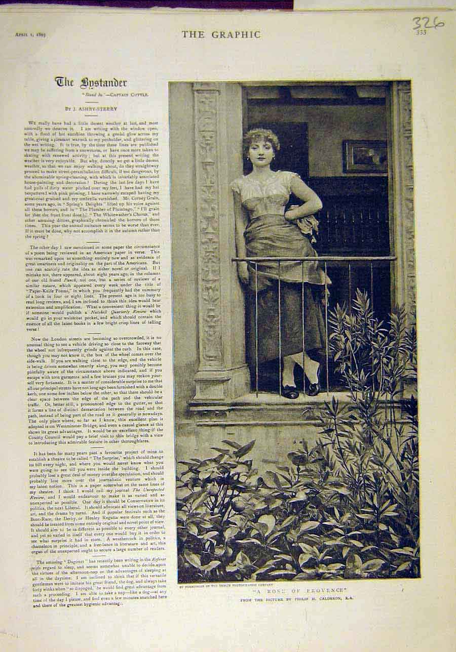Original Old Antique Print 1893 Rose Provence French Portrait Lady Calderon 19th