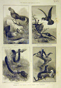 Original Old Antique Print 1884 Sketches Natural History Museum Kensington 19th