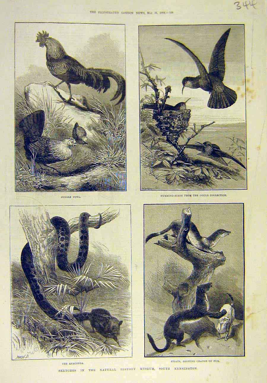 Original Old Antique Print 1884 Sketches Natural History Museum Kensington 19th
