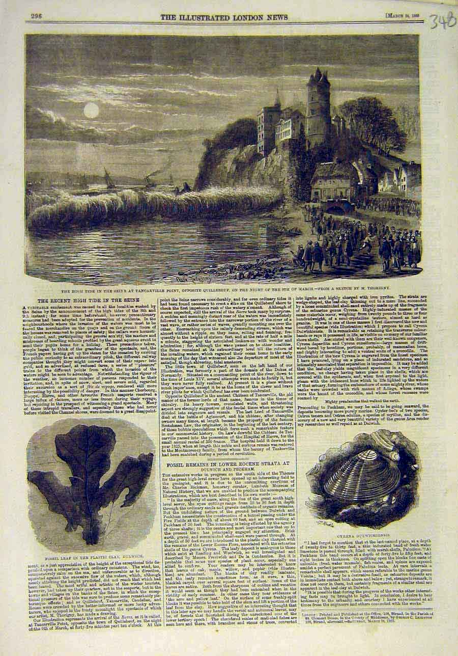 Original Old Antique Print 1860 Seine Tancarville Thorigny Fossil Leaf Cyrena