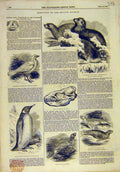 Original Old Antique Print 1844 British Museum Animals Natural History Victorian
