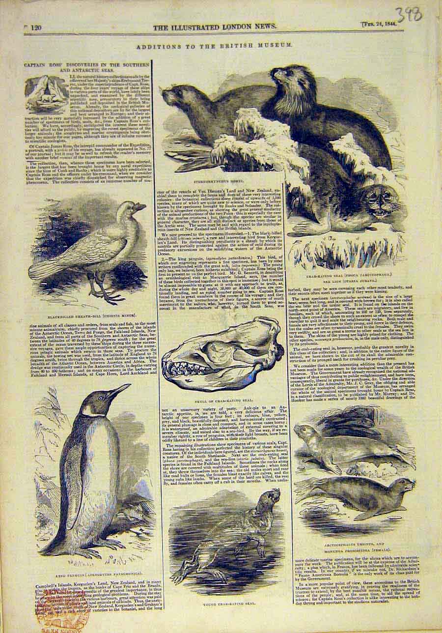 Original Old Antique Print 1844 British Museum Animals Natural History Victorian
