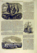Original Old Antique Print 1861 Flying-Foxes Zoo Antelope House Regent'S Park L