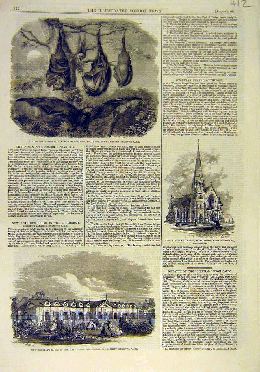 Original Old Antique Print 1861 Flying-Foxes Zoo Antelope House Regent'S Park L