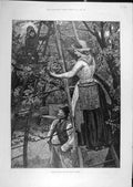 Original Old Antique Print 1889 Cherry-Picking London Market Agricultural Scene
