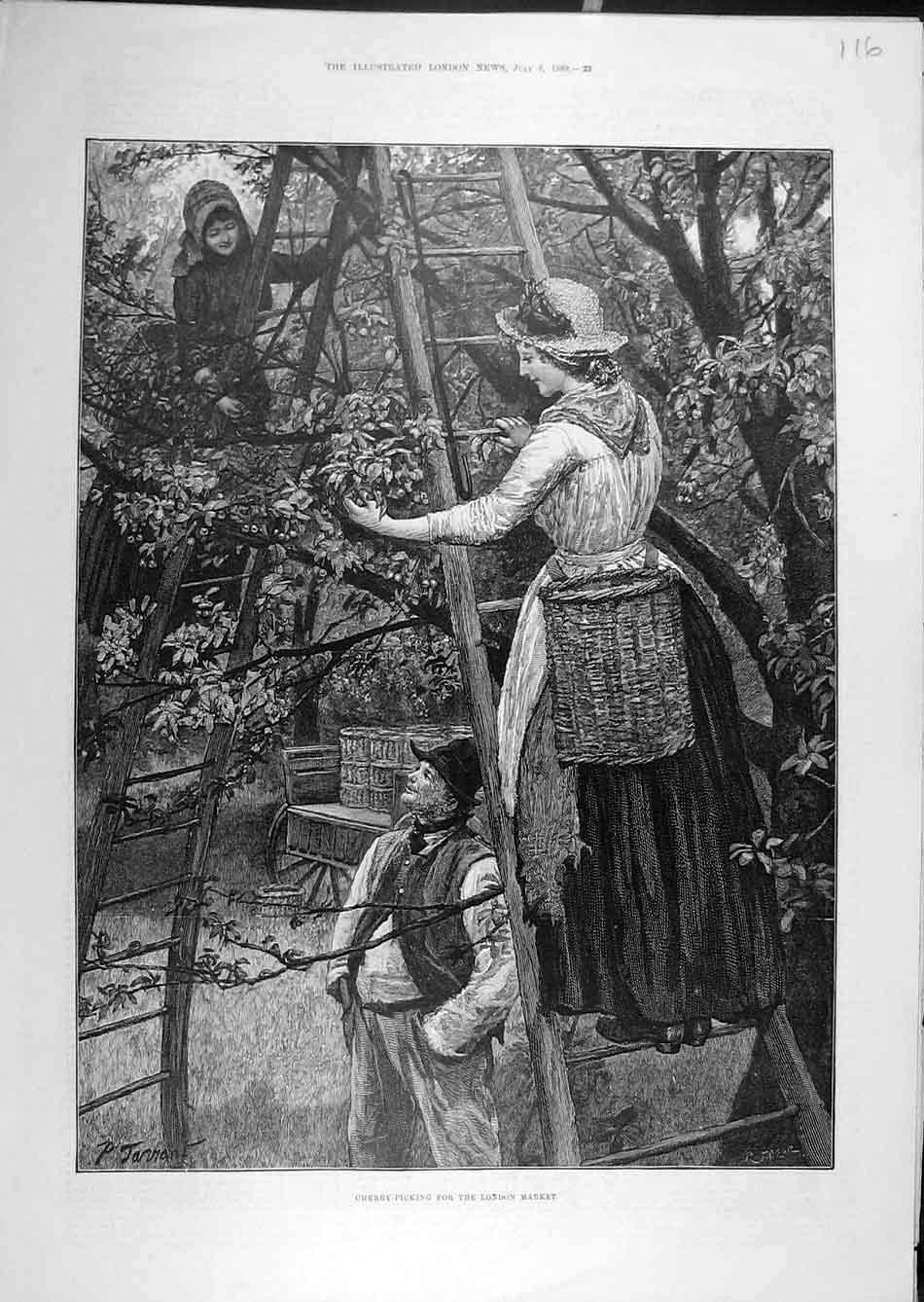 Original Old Antique Print 1889 Cherry-Picking London Market Agricultural Scene