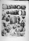 Original Old Antique Print 1883 Sketches Apple Congress Chiswick 19th