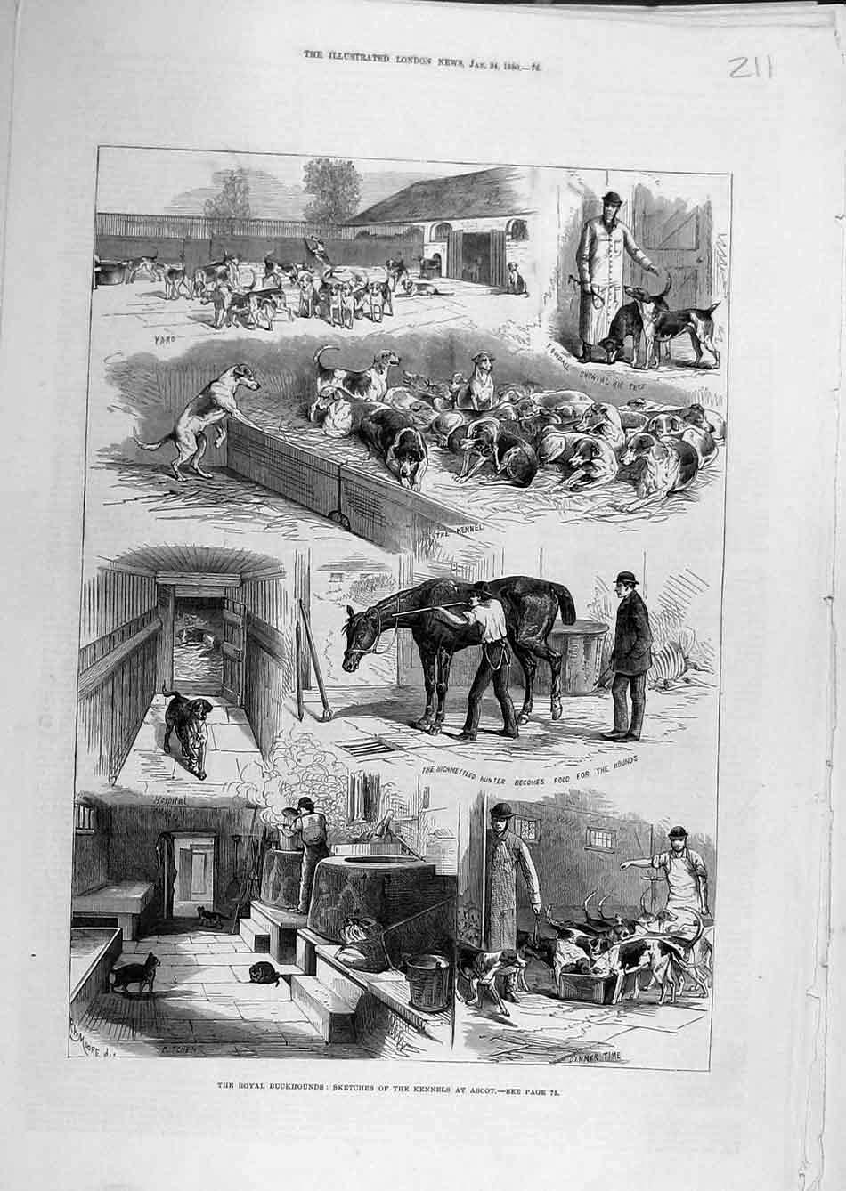 Original Old Antique Print 1880 Royal Buck-Hounds Sketches Kennels Ascot 19th