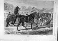 Original Old Antique Print 1870 Eltham Yearling King-John Saunterer Blair-Athol
