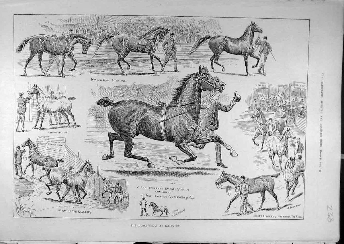 Original Old Antique Print 1891 Islington Horse Show Sketches Stallions Hackney