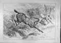 Original Old Antique Print 1891 First-Jump Season Horse Rider Fall Victorian