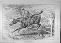 Original Old Antique Print 1891 Horse Jumping Fence-Down Rider 19th