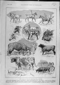 Original Old Antique Print 1891 Prize Animals Royal Agricultural Show Doncaster