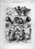 Original Old Antique Print 1870 Prize Fowls Ducks Pigeons Crystal Palace Poultry