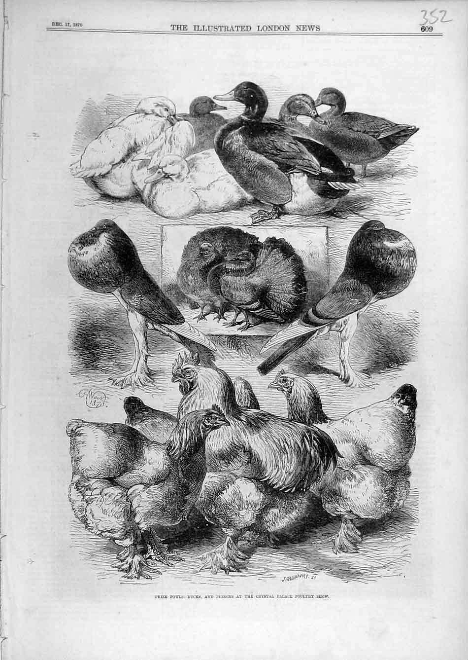 Original Old Antique Print 1870 Prize Fowls Ducks Pigeons Crystal Palace Poultry