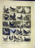 Original Old Antique Print 1882 Poultry Show Crystal Palace Birds 19th