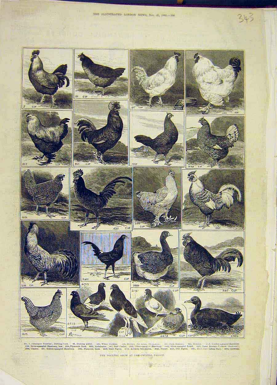 Original Old Antique Print 1882 Poultry Show Crystal Palace Birds 19th