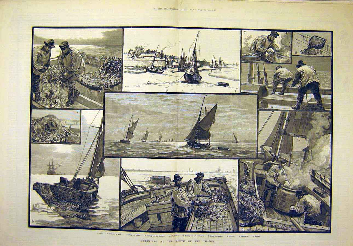 Original Old Antique Print 1883 Shrimping Thames River-Mouth Fishing Victorian