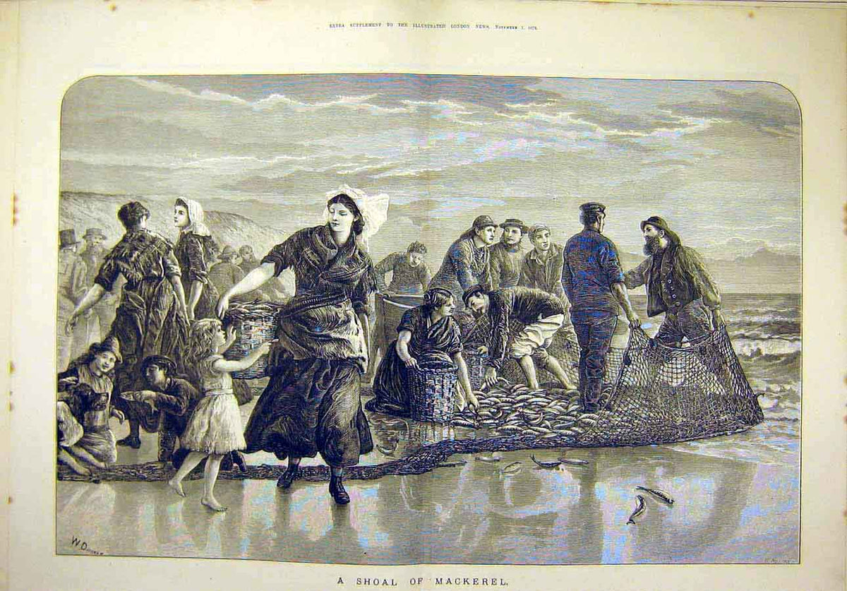 Original Old Antique Print 1873 Shoal Mackerel Duncan Fishermen Fishing Fish