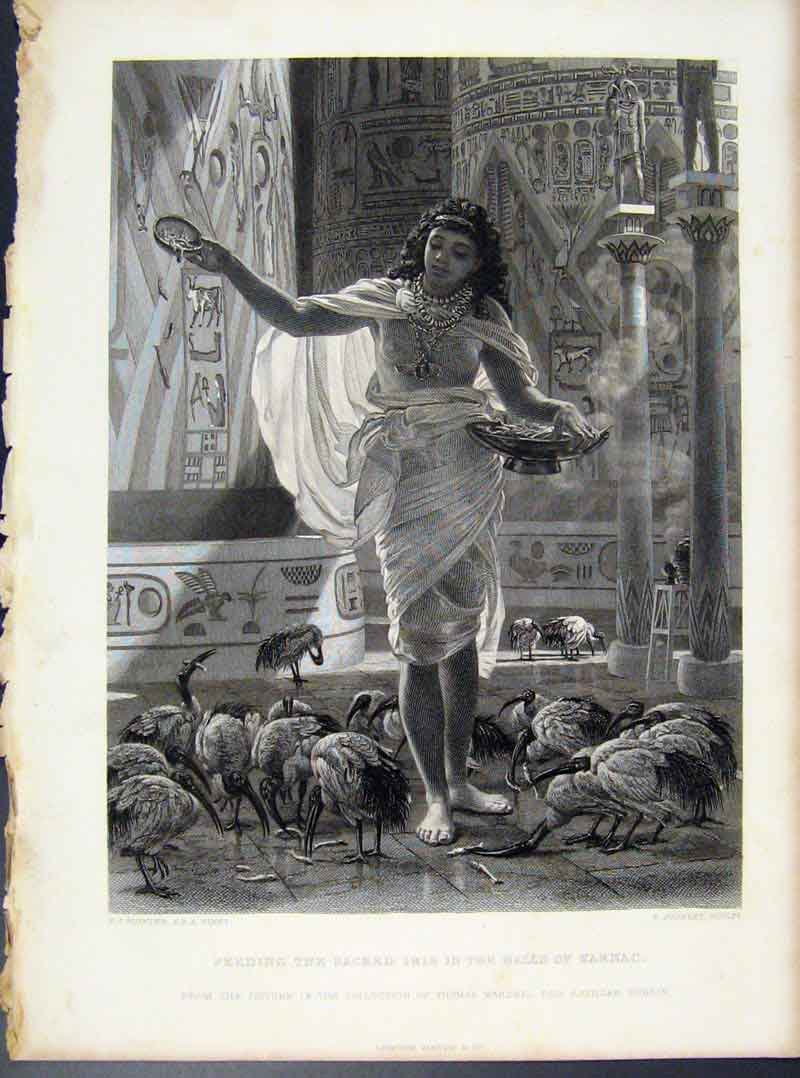 Original Old Antique Print Feeding Sacred Ibis Halls Karnac Engraving