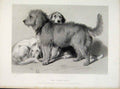 Original Old Antique Print Tree Dogs Steel Engraving Animal 1876 19th