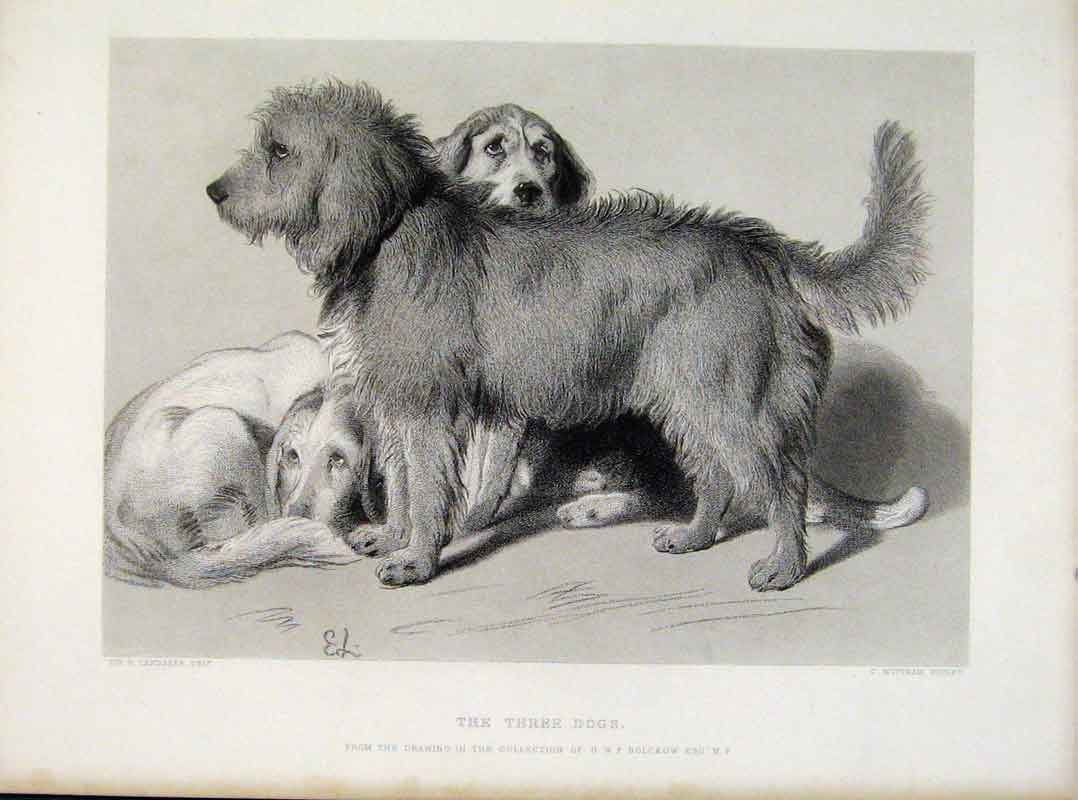 Original Old Antique Print Tree Dogs Steel Engraving Animal 1876 19th