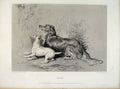Original Old Antique Print Safe Dog Steel Engraving Fine Art 18th Century