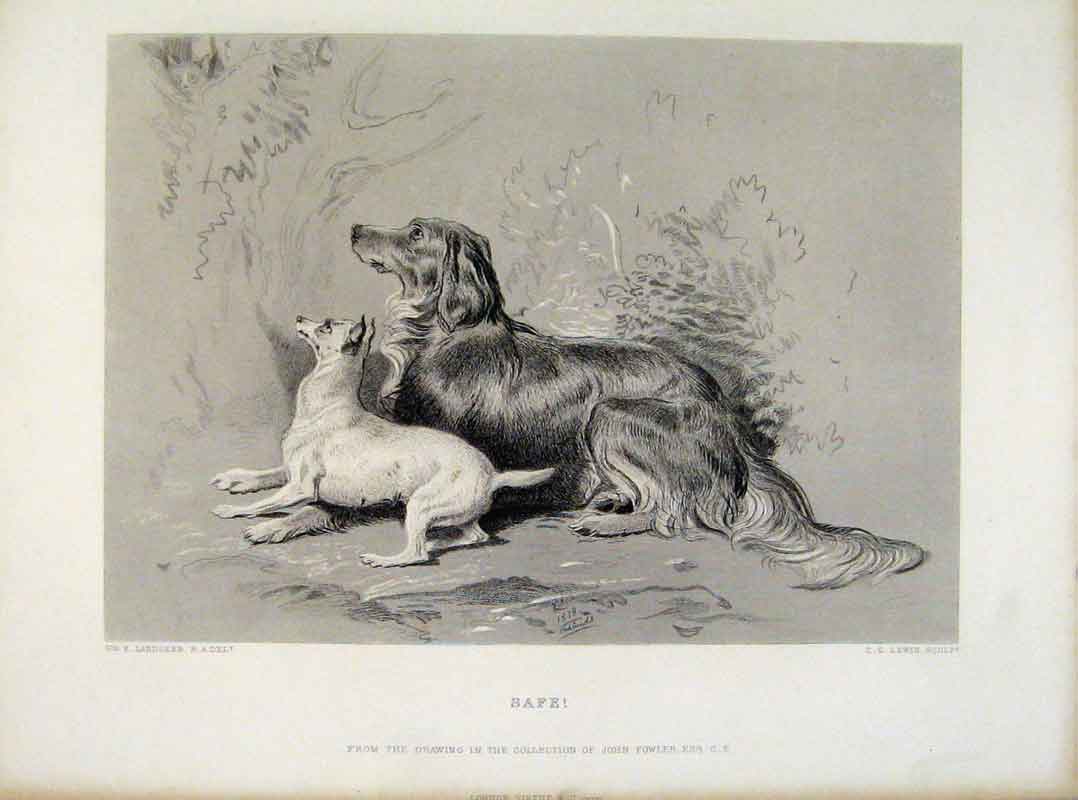 Original Old Antique Print Safe Dog Steel Engraving Fine Art 18th Century