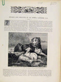 Original Old Antique Print Studies Sketches Sir Edwin Lanseet Anglers Guard Dog